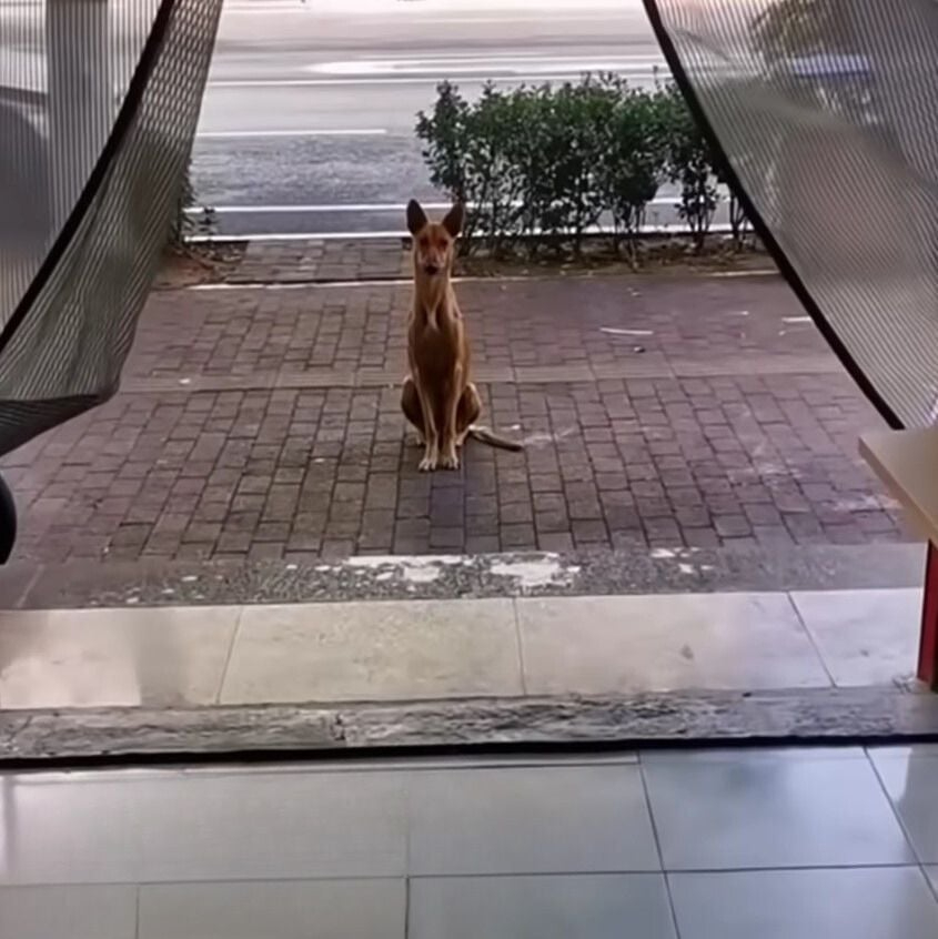 Hundemama sitzt vor einem Restaurant