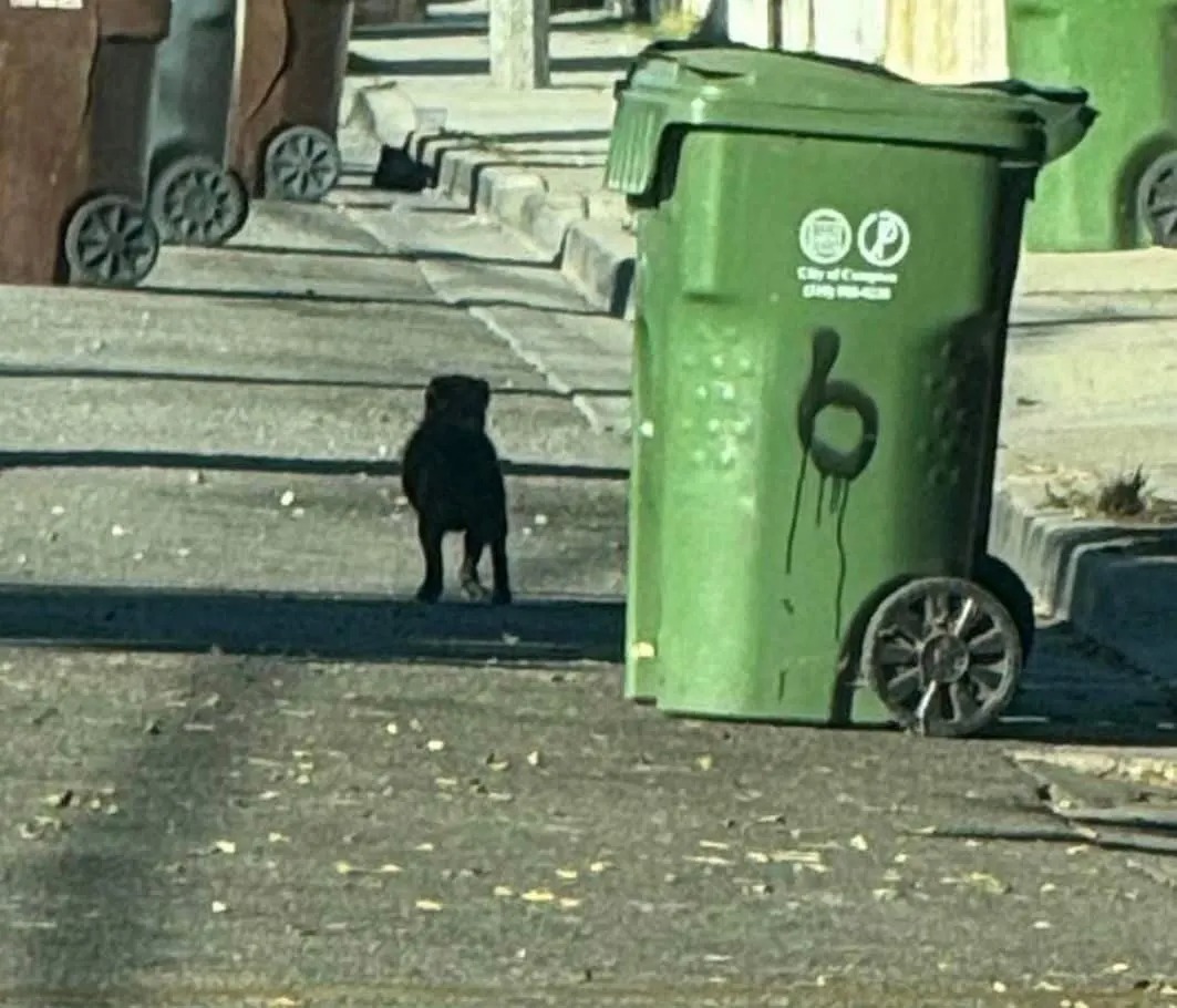 Kleiner Hund geht auf der Strasse