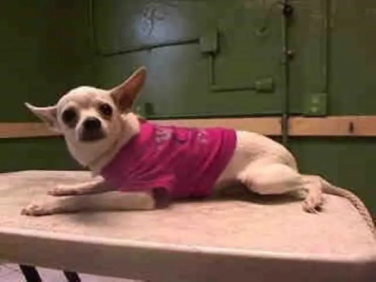 Kleiner Hund im rosa Pullover