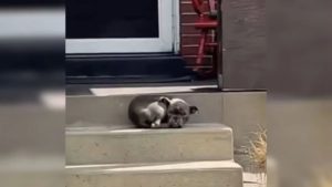 Kleiner Welpe auf einer Treppe
