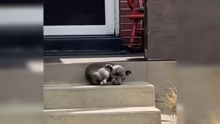 Kleiner streunender Welpe, der auf der Veranda einer Familie einschlief, wachte mit der besten Nachricht aller Zeiten auf
