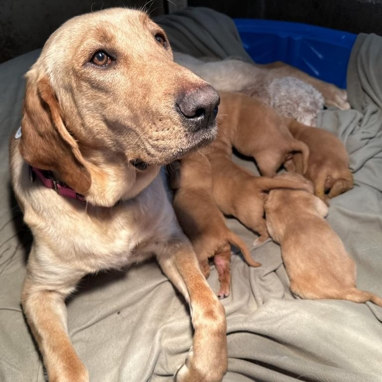Labradorhuendin und ihre Welpen im Hundebett