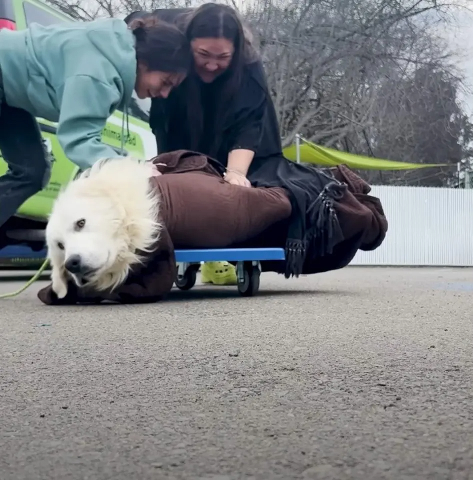 Lachende Frauen die den Hund auf das Skateboard setzen