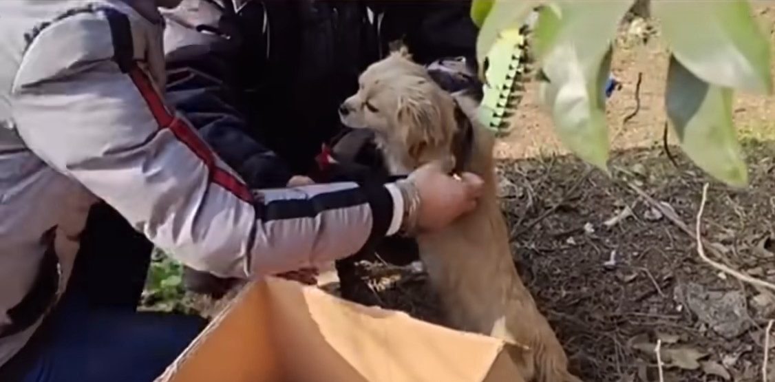 Menschen helfen einem kleinen Hund