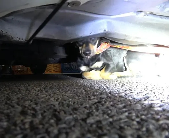 Retter finden Hund unter Auto