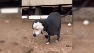 Zweibeiniger Hund