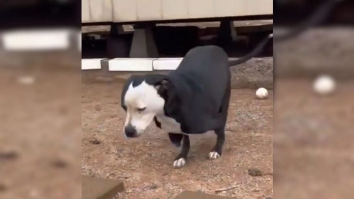 Retter retteten einen zweibeinigen Hund und waren schockiert, als sie seine wahre Geschichte erfuhren