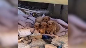 Retter finden kleine Welpen