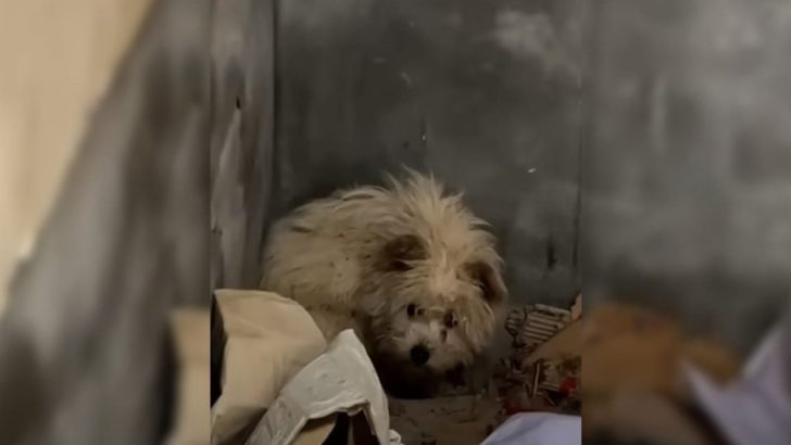 Retter waren schockiert, als sie diesen Hund in einem verlassenen Haus entdeckten, also beschlossen sie zu helfen