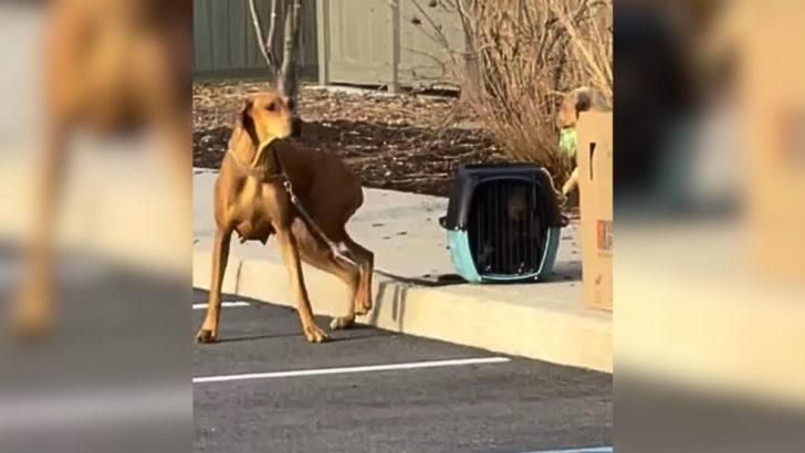 Retter waren schockiert, als sie eine gefesselte Hundemama mit einer Hundebox voller Welpen in der Nähe eines Bürgersteigs fanden