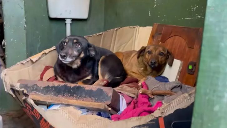 Retter waren überrascht, zwei verängstigte Hundegeschwister zu finden, die sich in einer öffentlichen Toilette versteckten