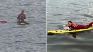Kleiner Hund wird von Rettungsschwimmern gerettet