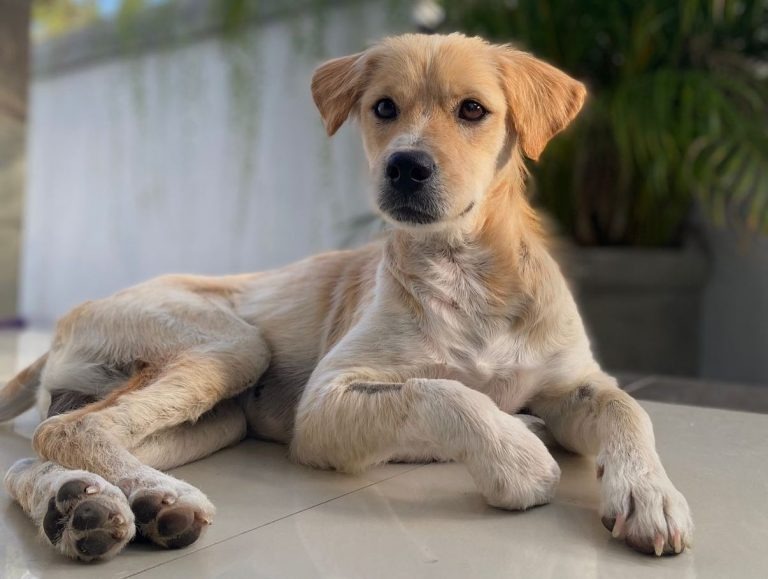 Schoener Hund nach der Genesung