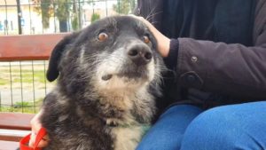 Streunerhund wird gestreichelt