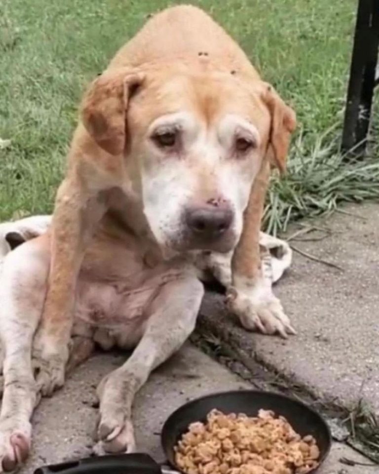 Streunender hungriger Hund