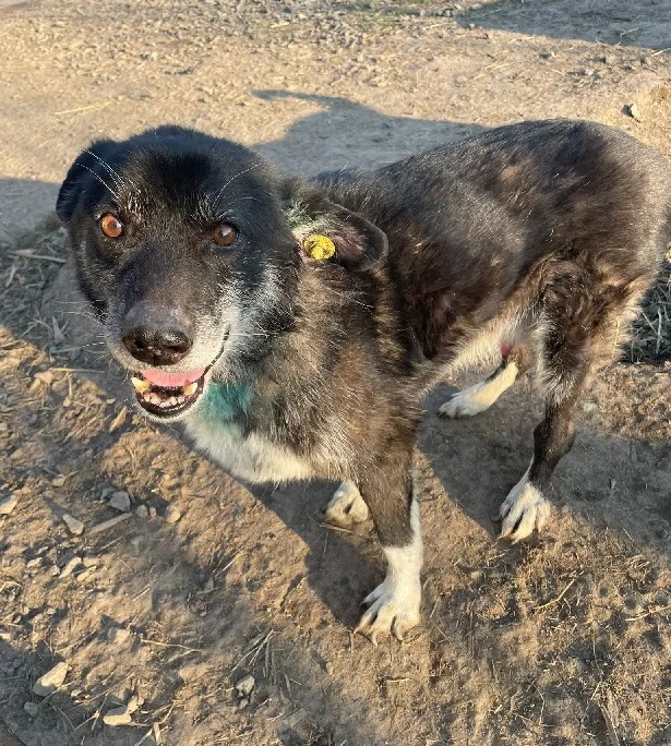 Suesser schwarzer Hund stehend