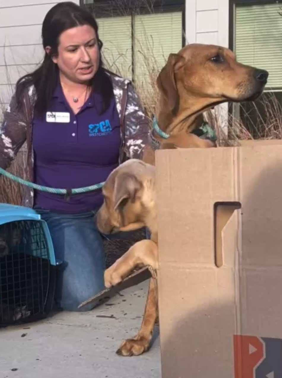 Tierheimmitarbeiter mit Hunden in einer Box