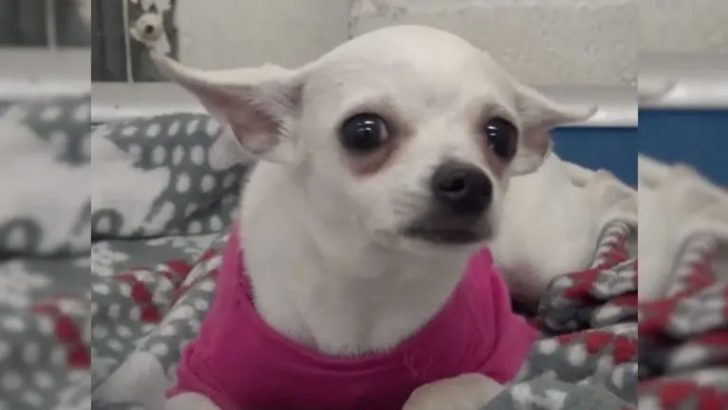 Untröstlicher Chihuahua, der von seiner Familie im Stich gelassen wurde, weint sich jede Nacht in den Schlaf