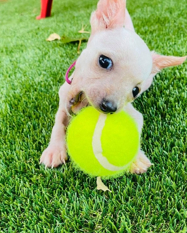 Welpe im Garten mit einem Tennisball im Maul