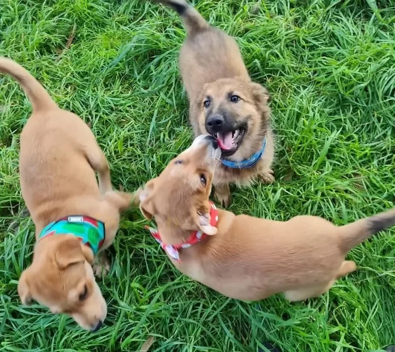 Puppies playing in the grass