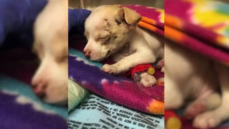 Wunder-Chihuahua überlebt einen schockierenden Sturz und findet dann ein liebevolles Zuhause
