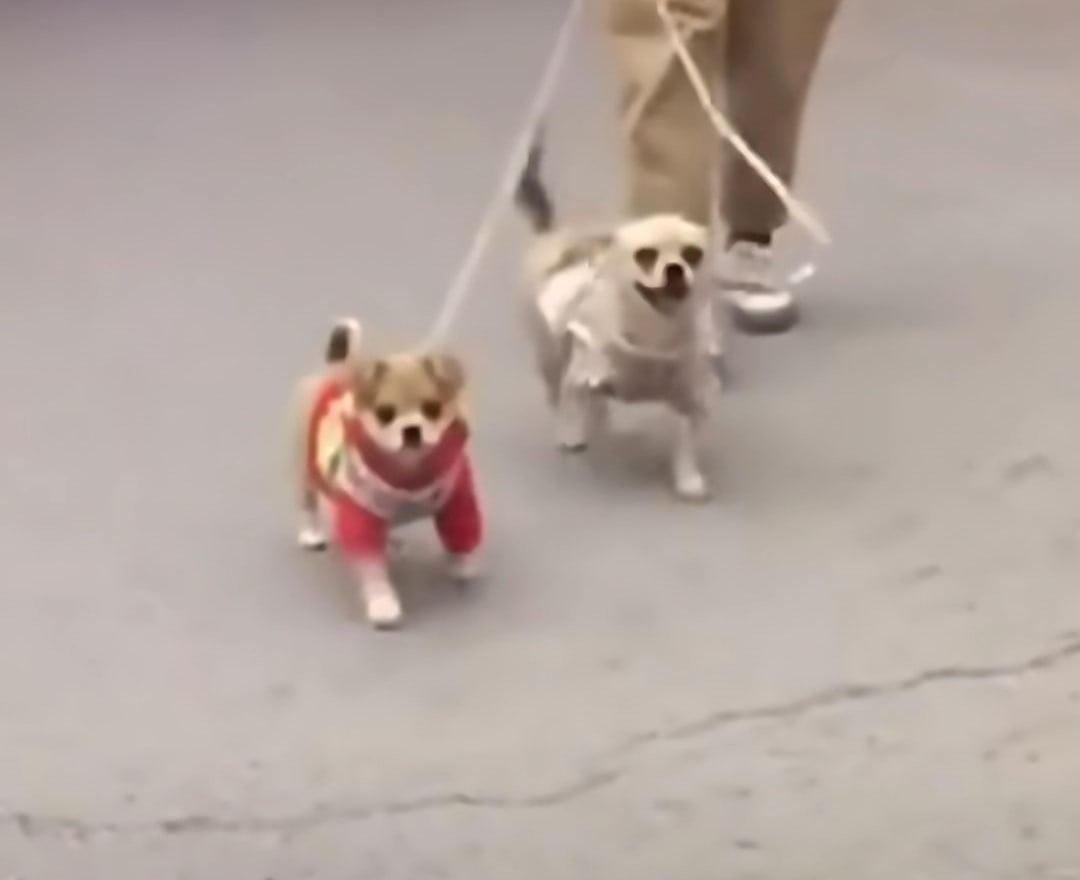 Zwei Hunde an der Leine