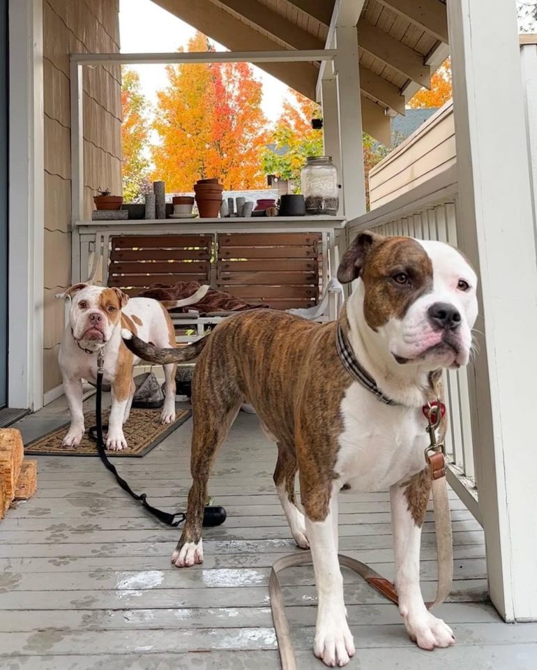 Zwei Hunde auf einer Veranda