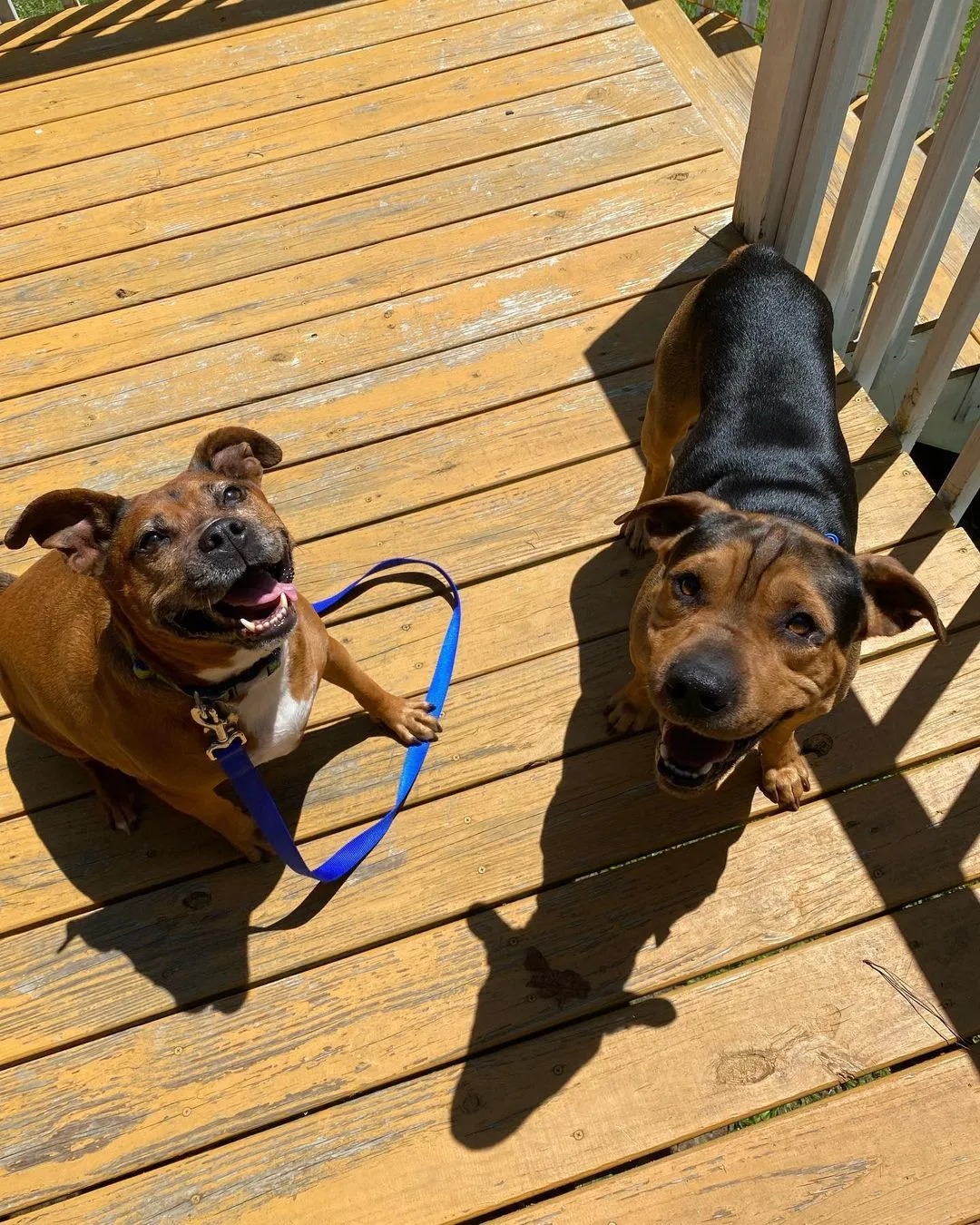 Zwei Hunde auf einer Veranda
