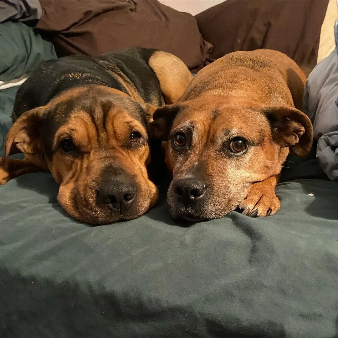 Zwei Hunde liegen nebeneinander