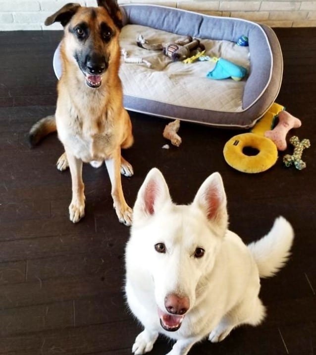 Zwei Hunde neben Hundebett