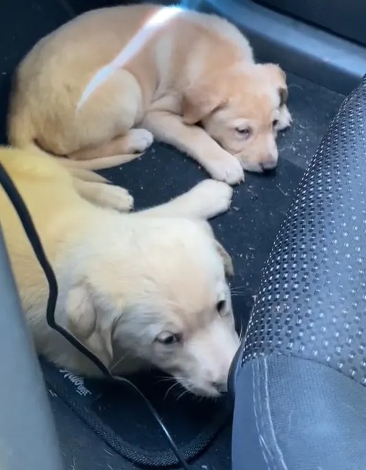 Zwei Welpen im Auto