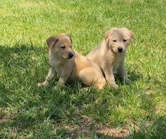 Zwei kleine Welpen sitzen im Gras