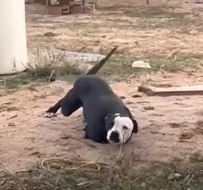 Zweibeiniger Hund auf dem Boden