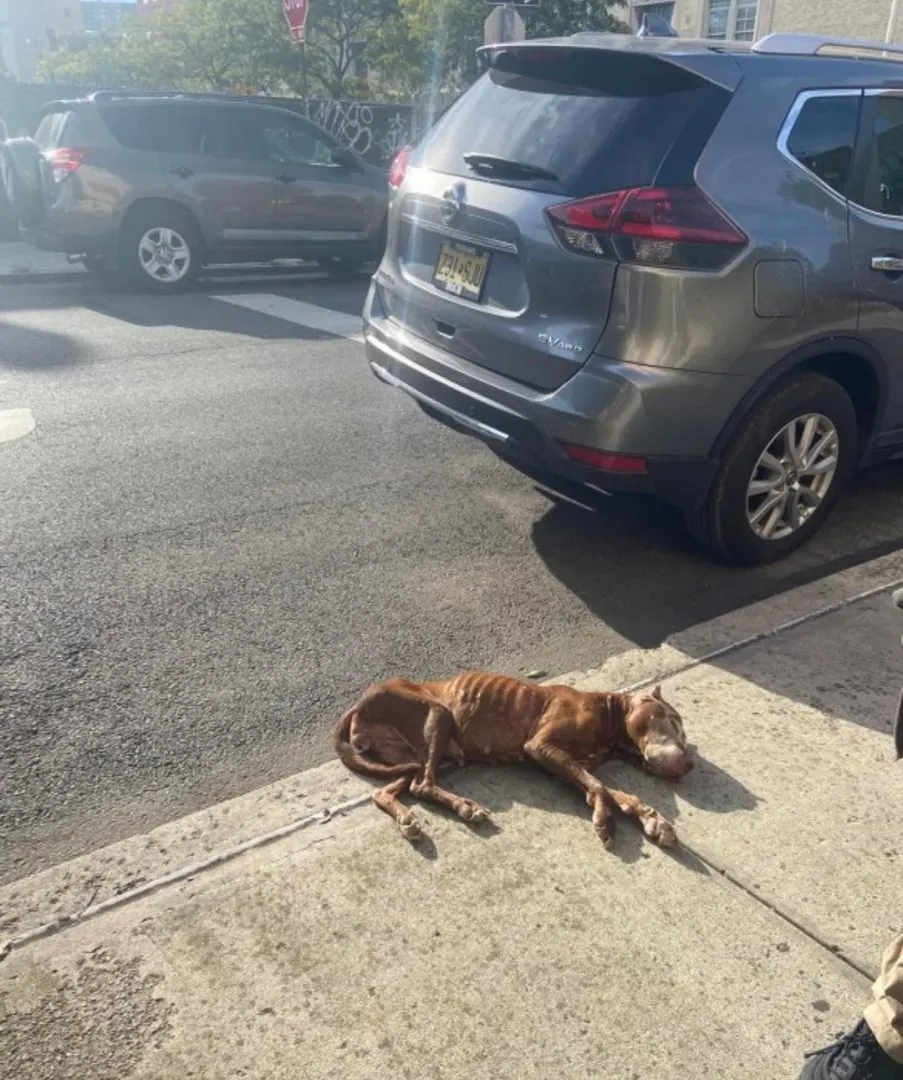 abgemagerter Hund liegt regungslos auf der Straße