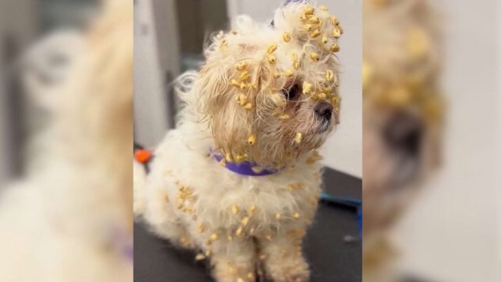 Besitzerin bemerkt, dass ihr Hund in eine Schachtel mit Zuckerflocken „hineingefallen“ ist, nachdem sie ihn dabei erwischt hat, wie er ein riesiges Chaos anrichtet