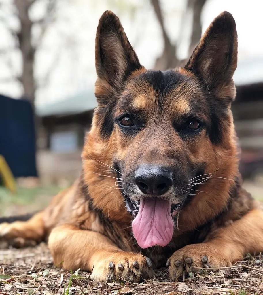 Deutscher Schaeferhund mit Zwergwuchs liegt