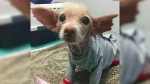 Ungewoehnlicher Hund unbekannter Hunderasse