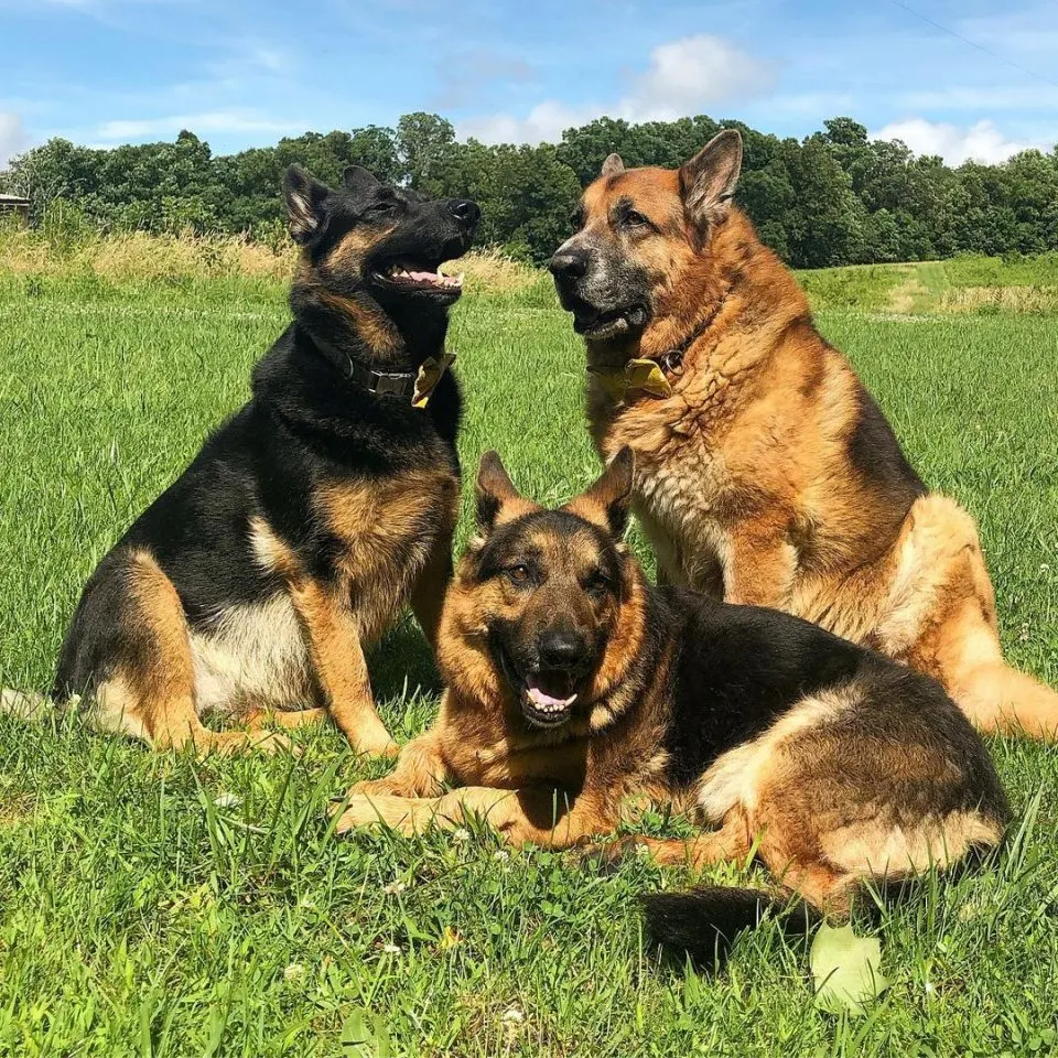 Drei Hunde sitzen im Gras