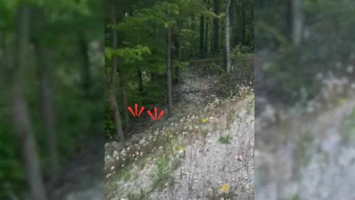 Ein Paar hört beim Wandern seltsame Geräusche aus der Bucht, dann entdeckt es eine schockierende Überraschung