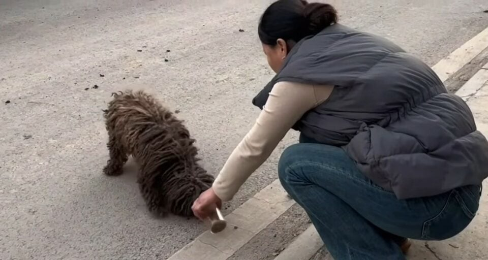 Frau gibt Hund etwas Futter