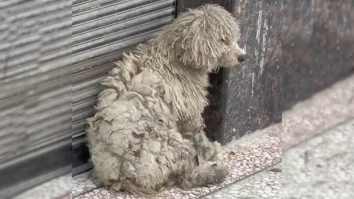 Freundliche Person bemerkte diesen zitternden Hund, der auf sich allein gestellt war und beschloss ihr zu helfen