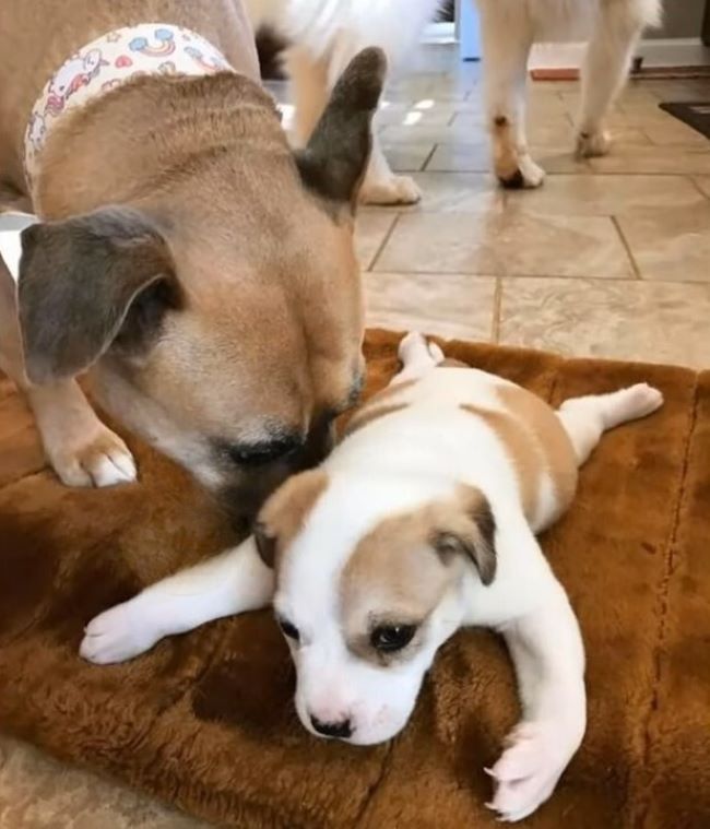 Grosser Hund mit kleinem Welpen