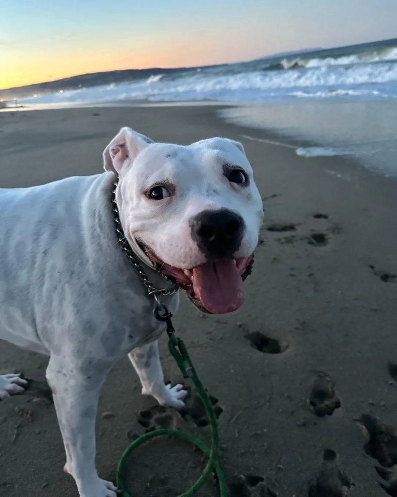 Hund am Strand