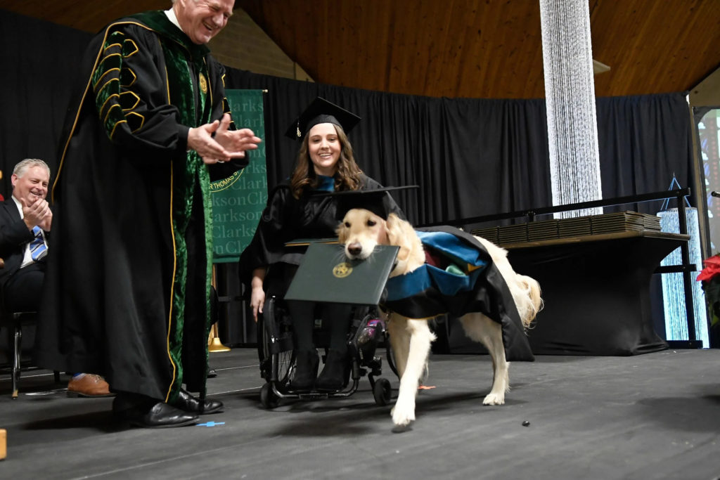 Hund bei traegt ein Diploma im Maul