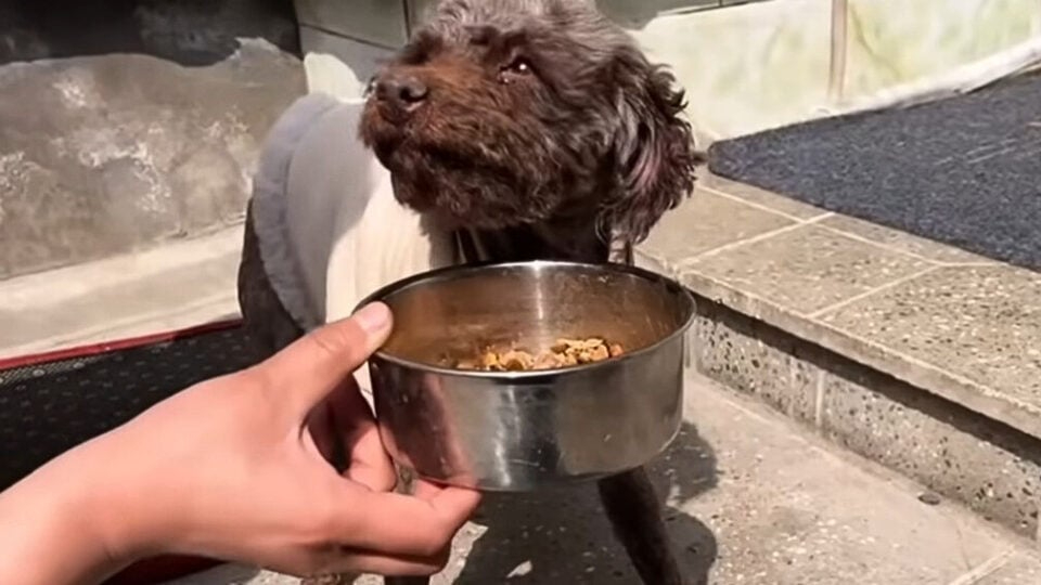 Hund bekommt einen Napf mit Futter