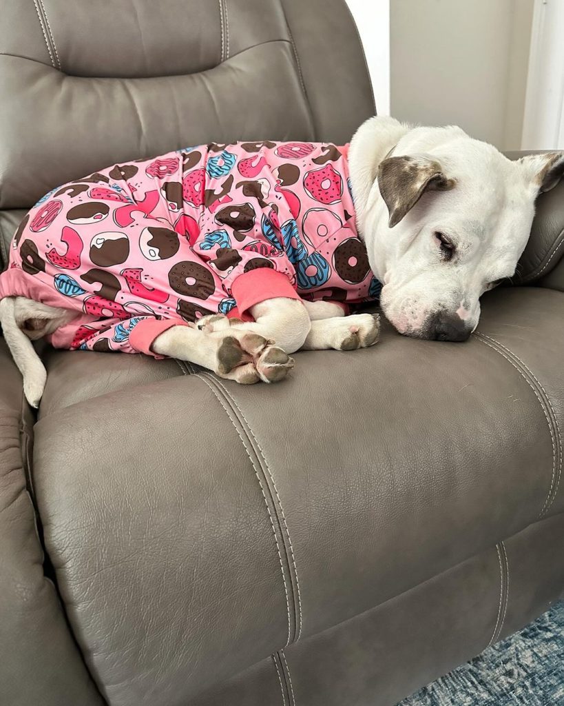 Hund im Pyjama schlaeft