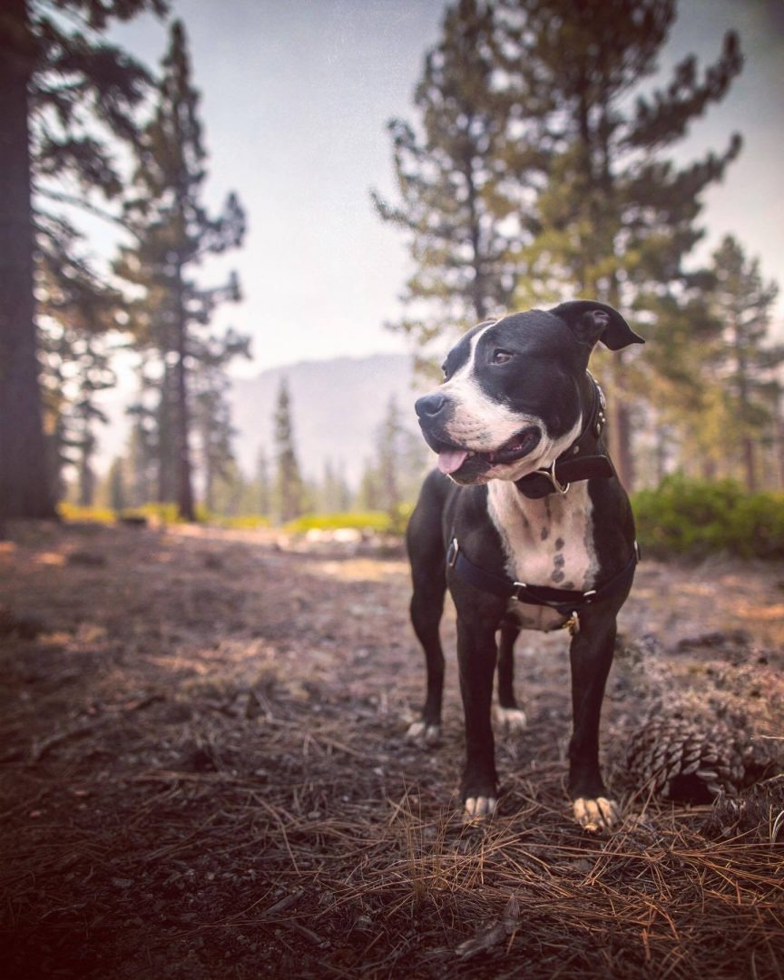 Hund im Wald