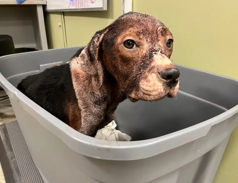 Hund im schlechten Zustand sitzt in einer Kiste