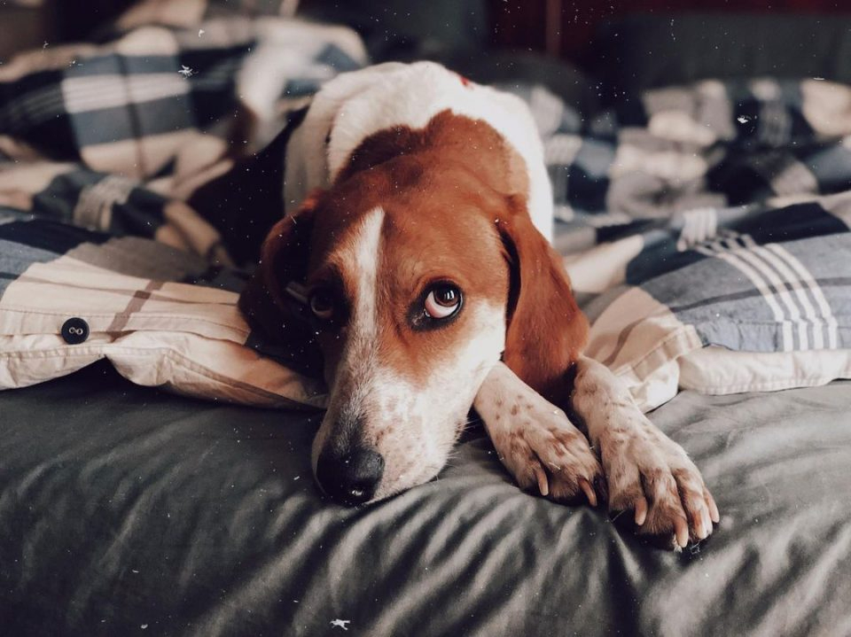 Hund liegt auf dem Bett