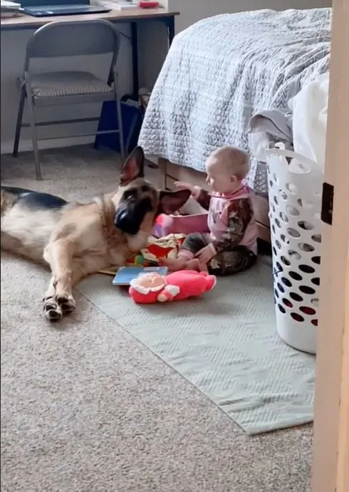 Hund liegt bei einem kleinen Maedchen